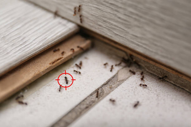 Best Mosquito Control Services  in Pemberville, OH